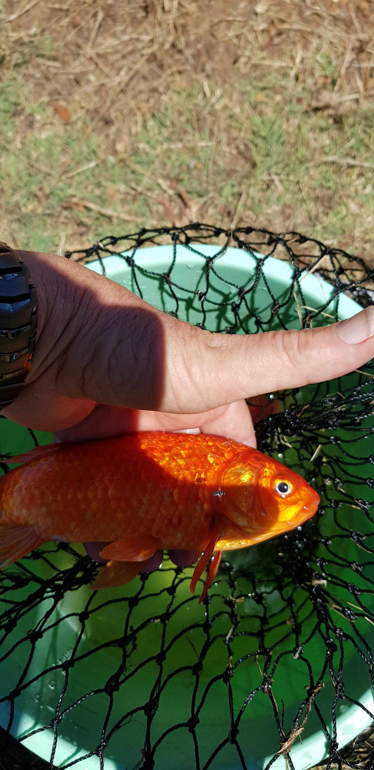 Catch and release carp in the back dam.