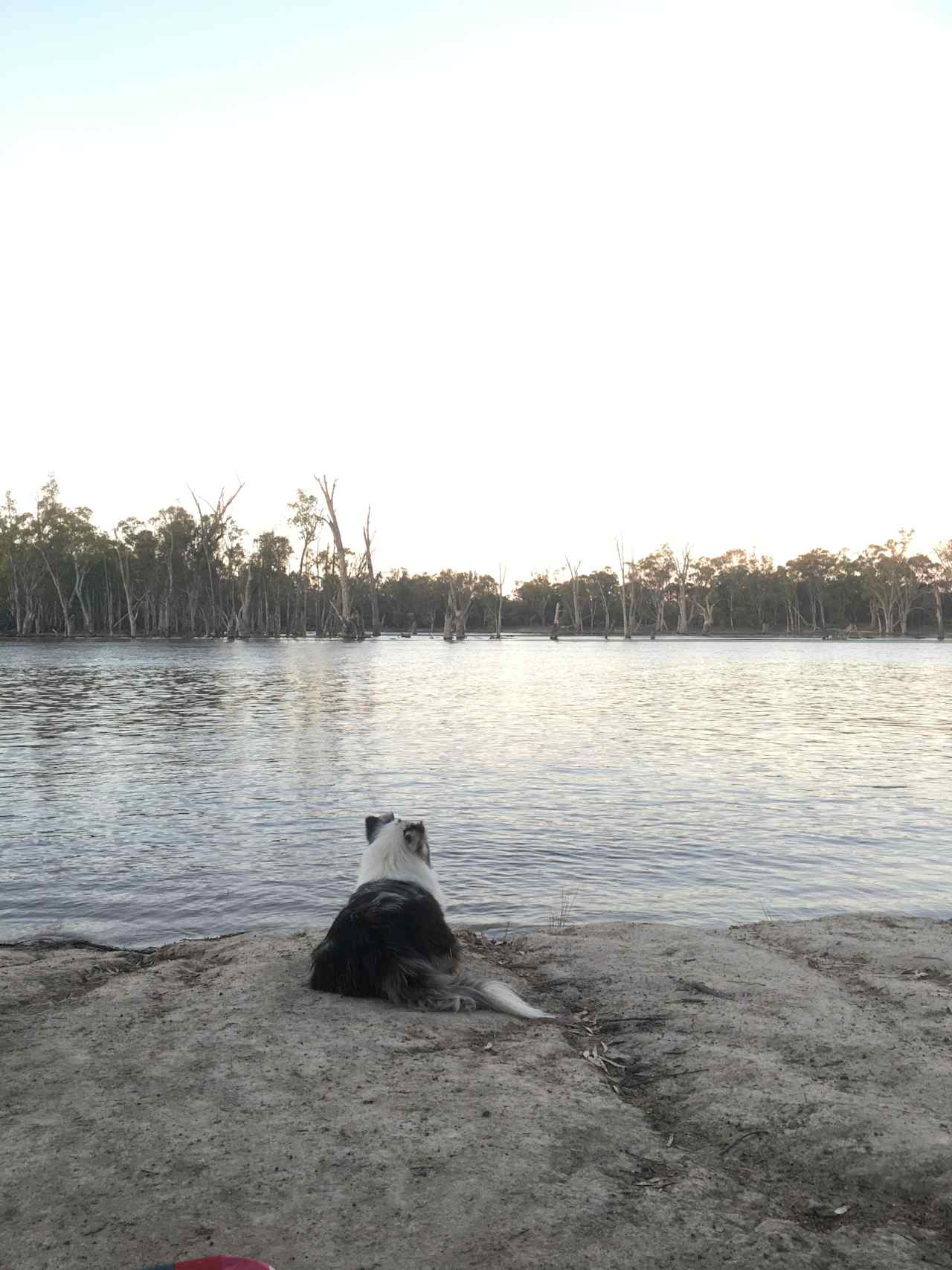 Our dog contemplating life on the Murray River 