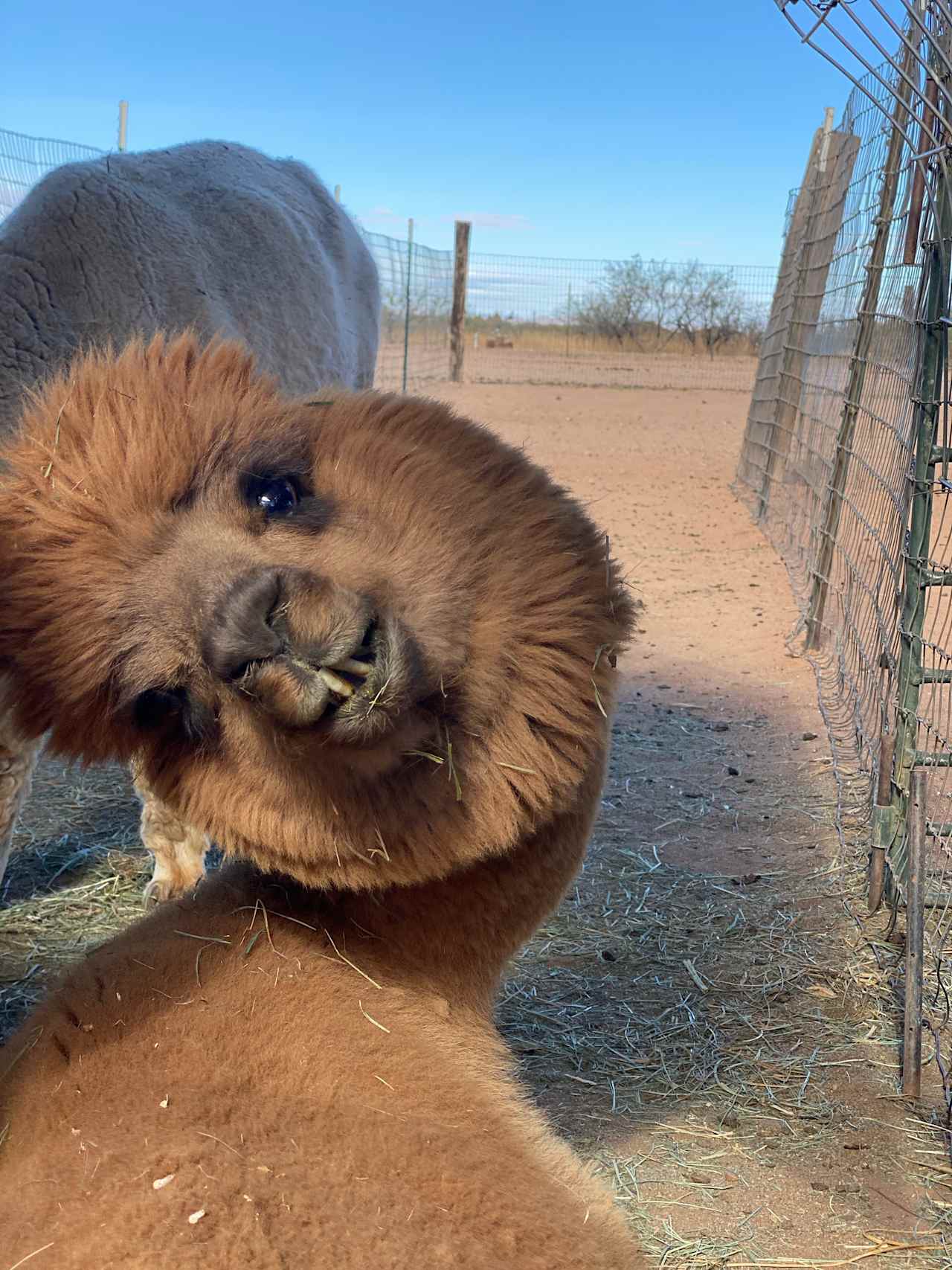 LeRoy & Paula's Alpacas