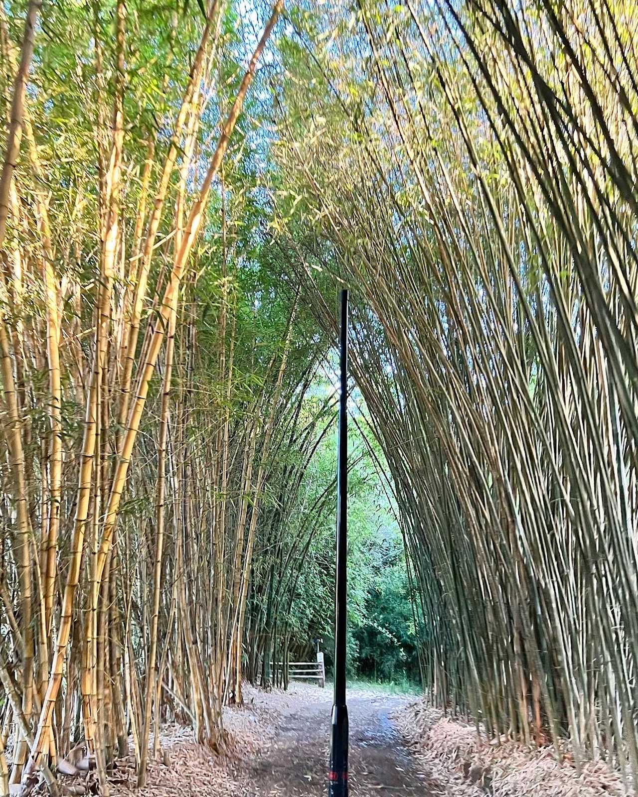 Belli Bamboo Parkland