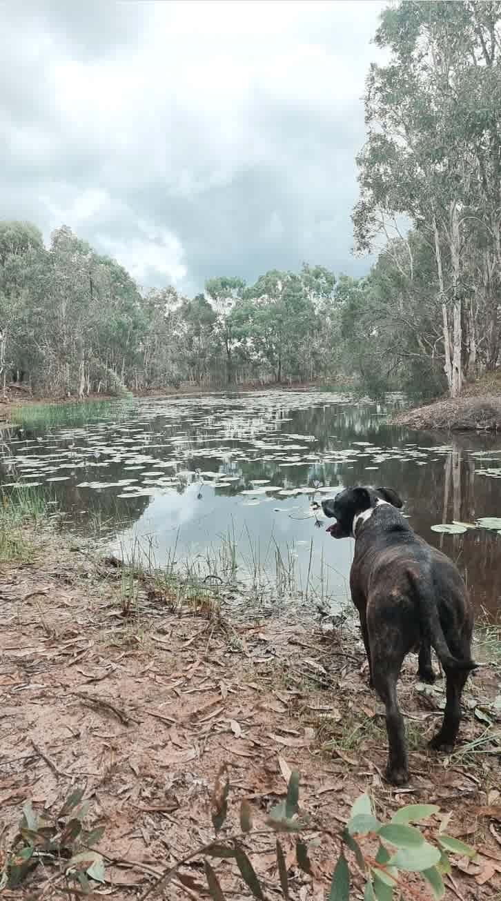 Henry loved the dam!