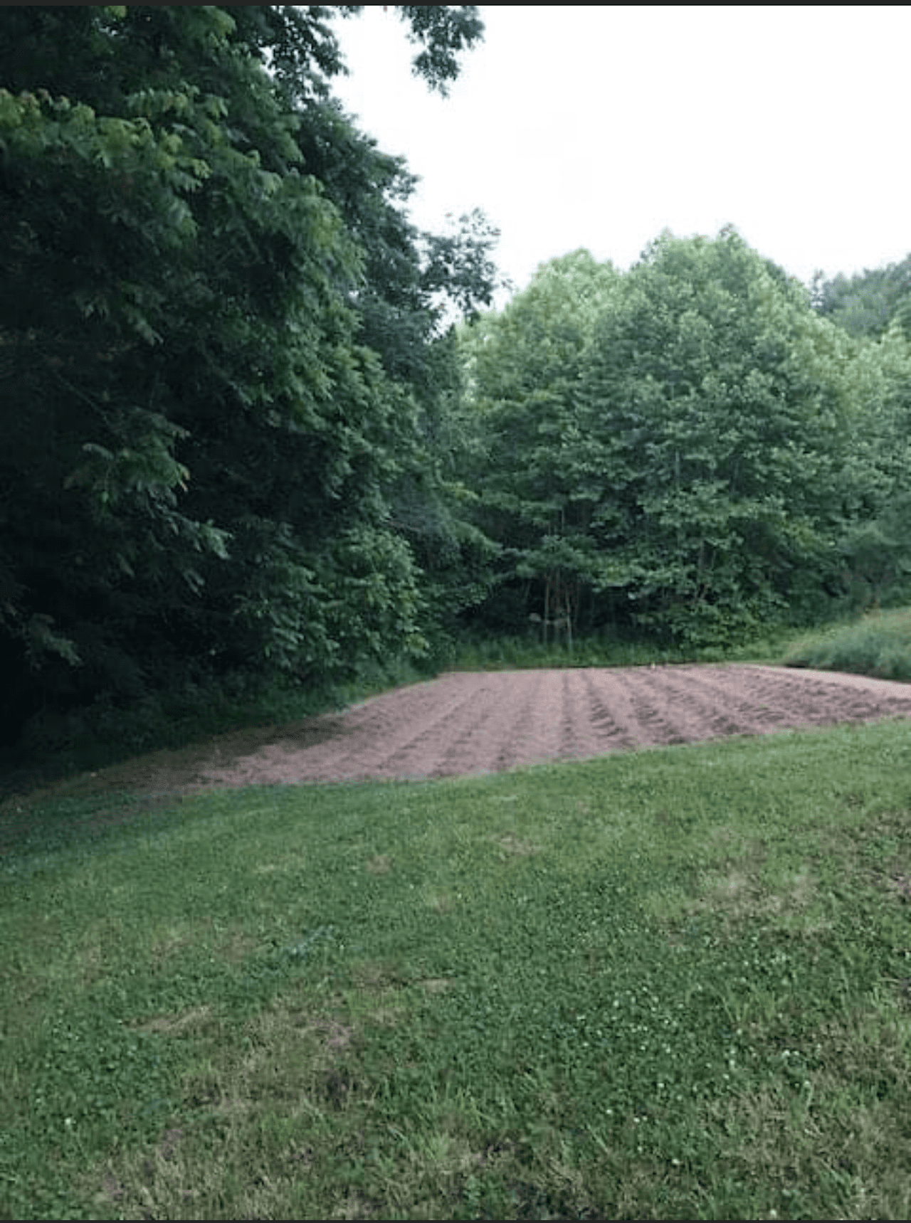 Appalachian Forest and Hiking 