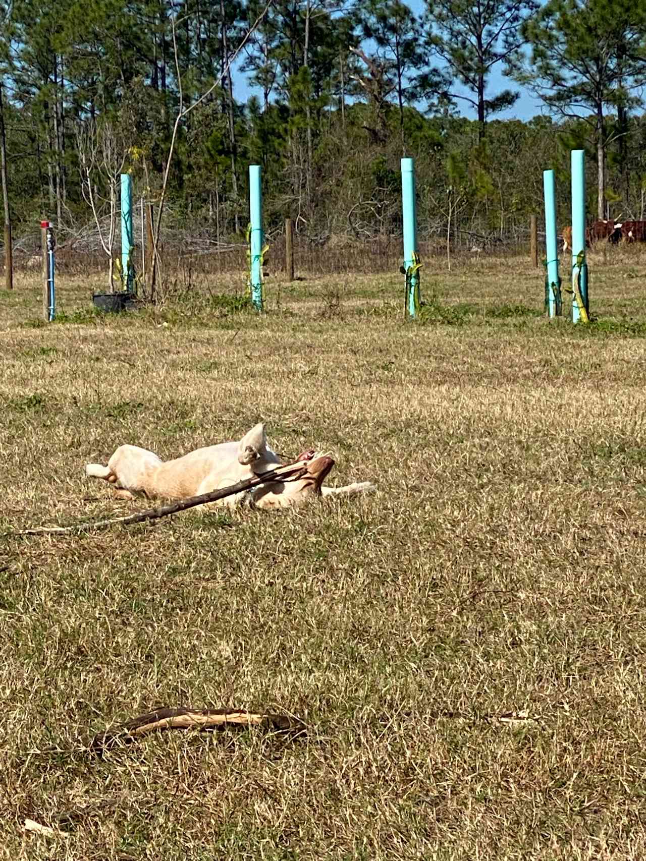 Dragon Lady Farms