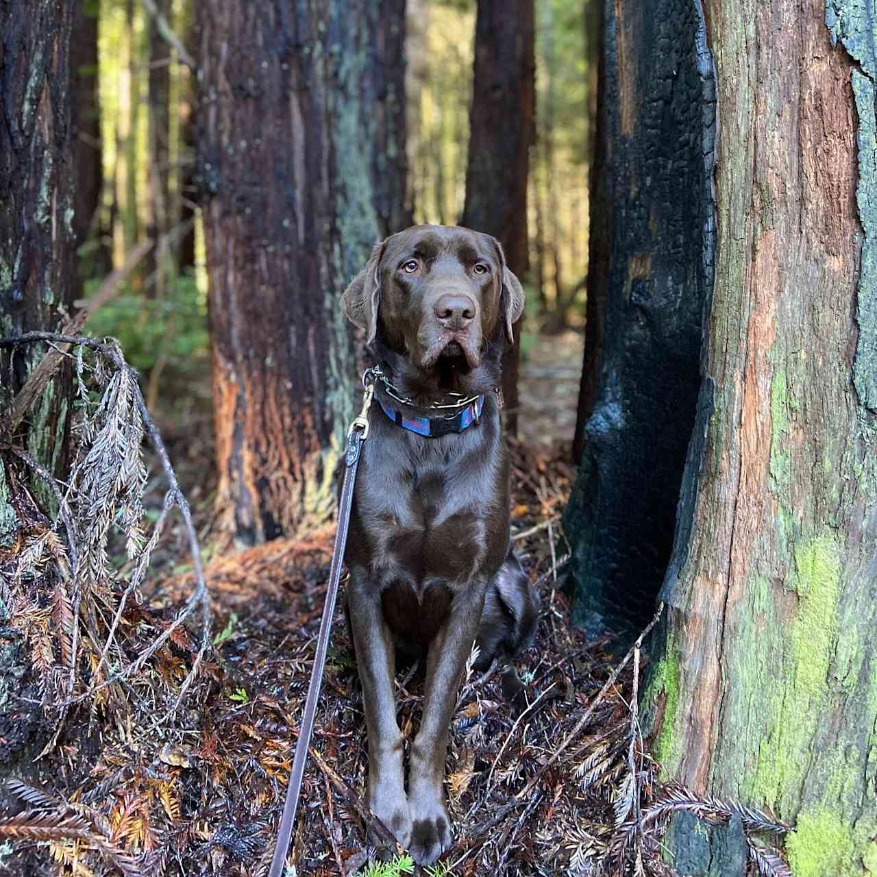 Our pup in the woods right behind our cabin.