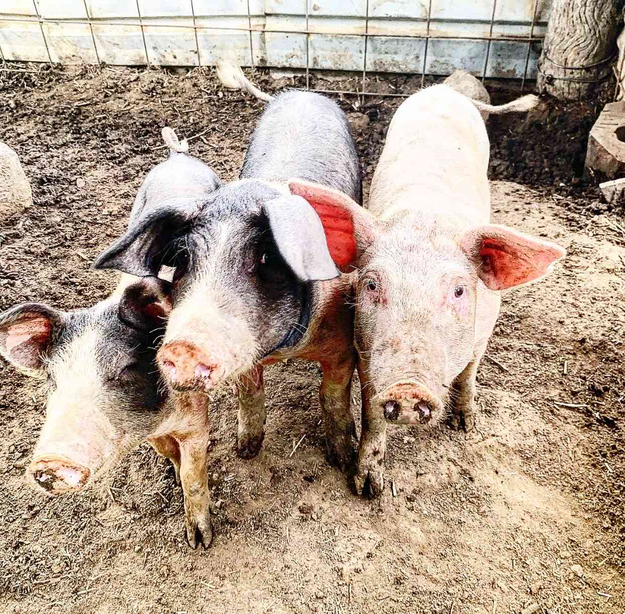 Golden Hill Farm