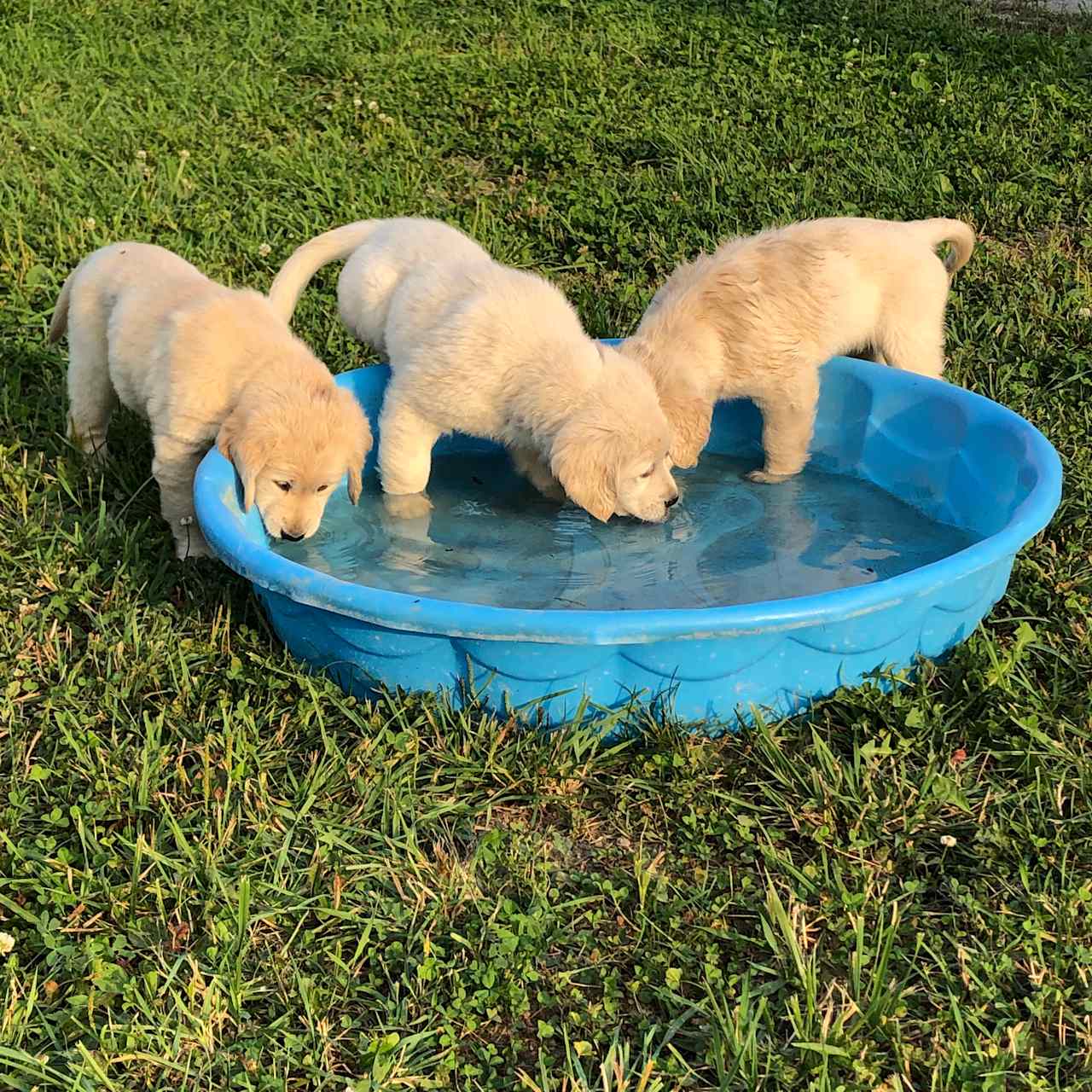 Golden Retriever Puppies born on the farm 