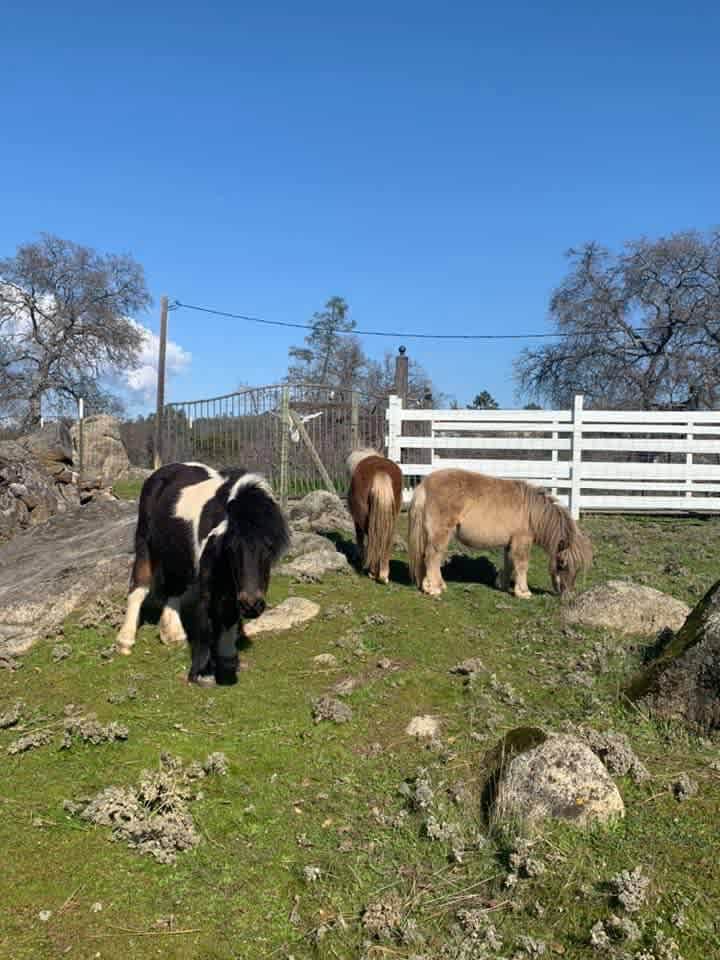 Miniature horses and donkeys free range the property. 