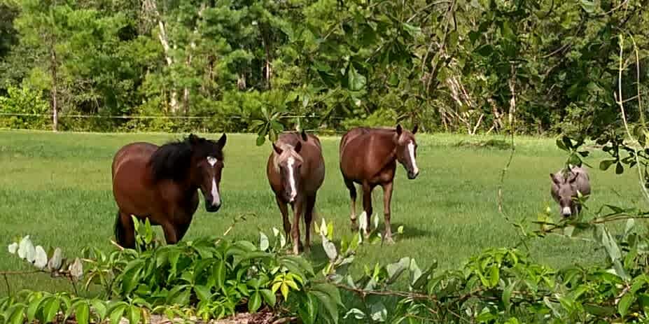 North FL Equestrian Short Stay