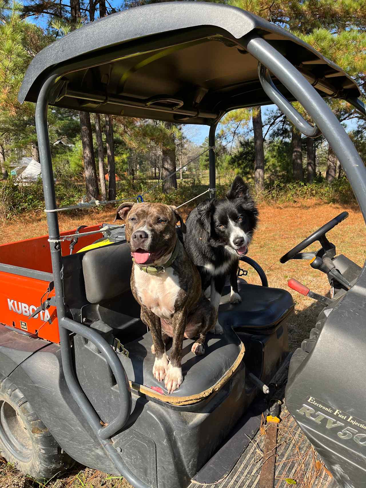 Our fur children, Millie and Moonshine <3