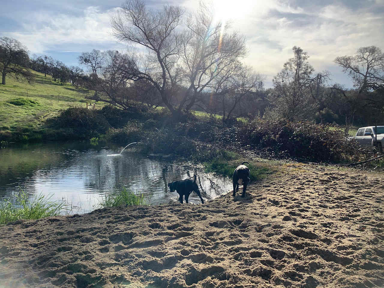 My pups enjoying the waterhole by the dome! 