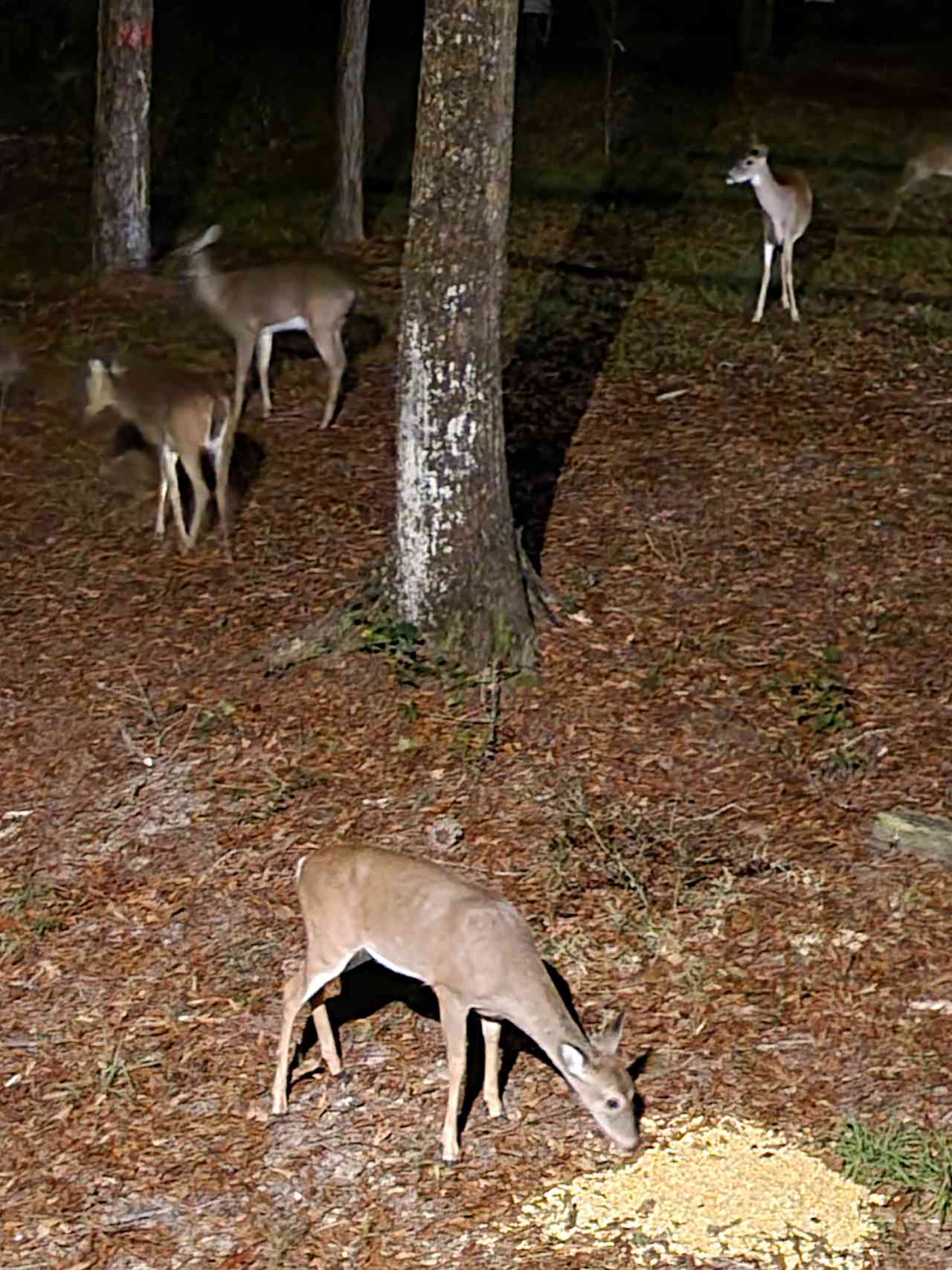 Peaceful Clearing in the Woods