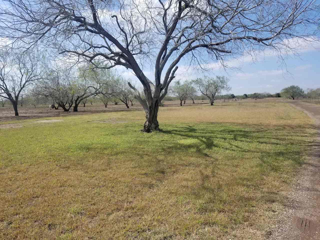 RV & tent camping under the mesquite trees