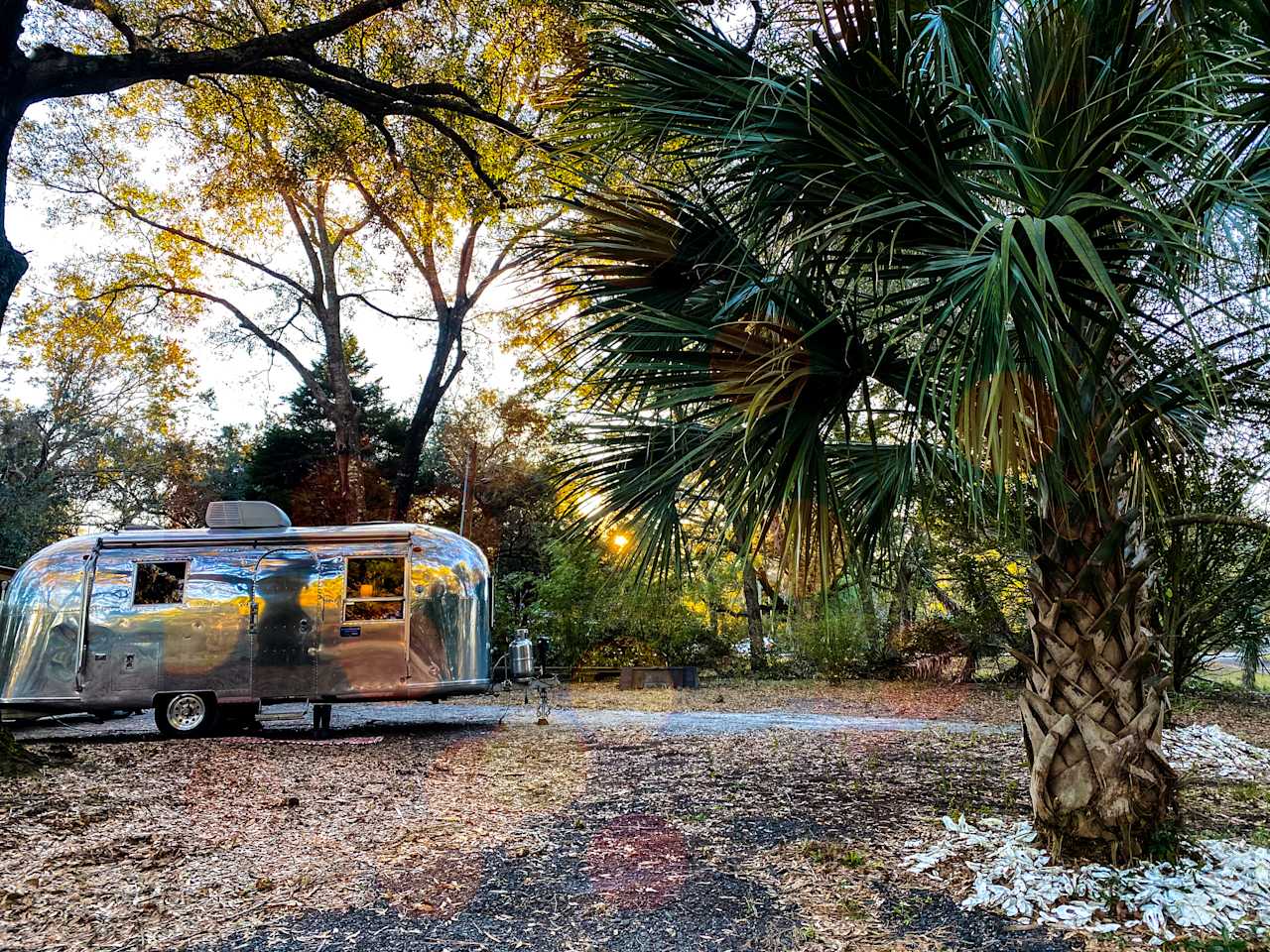 Lowcountry Live Oaks.