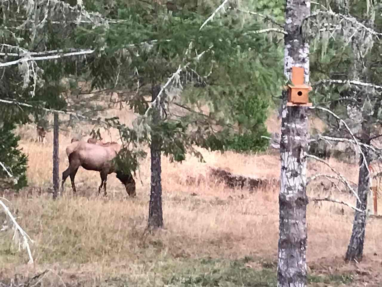 Deer and Elk roam the hillside