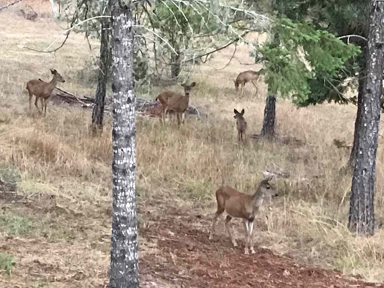 Deer and Elk roam the hillside 