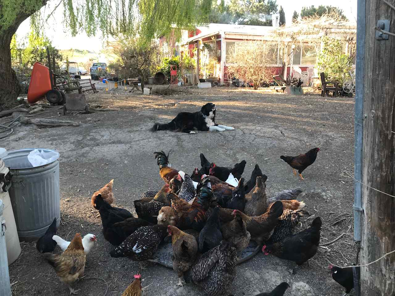 Willie, guarding his chickens.