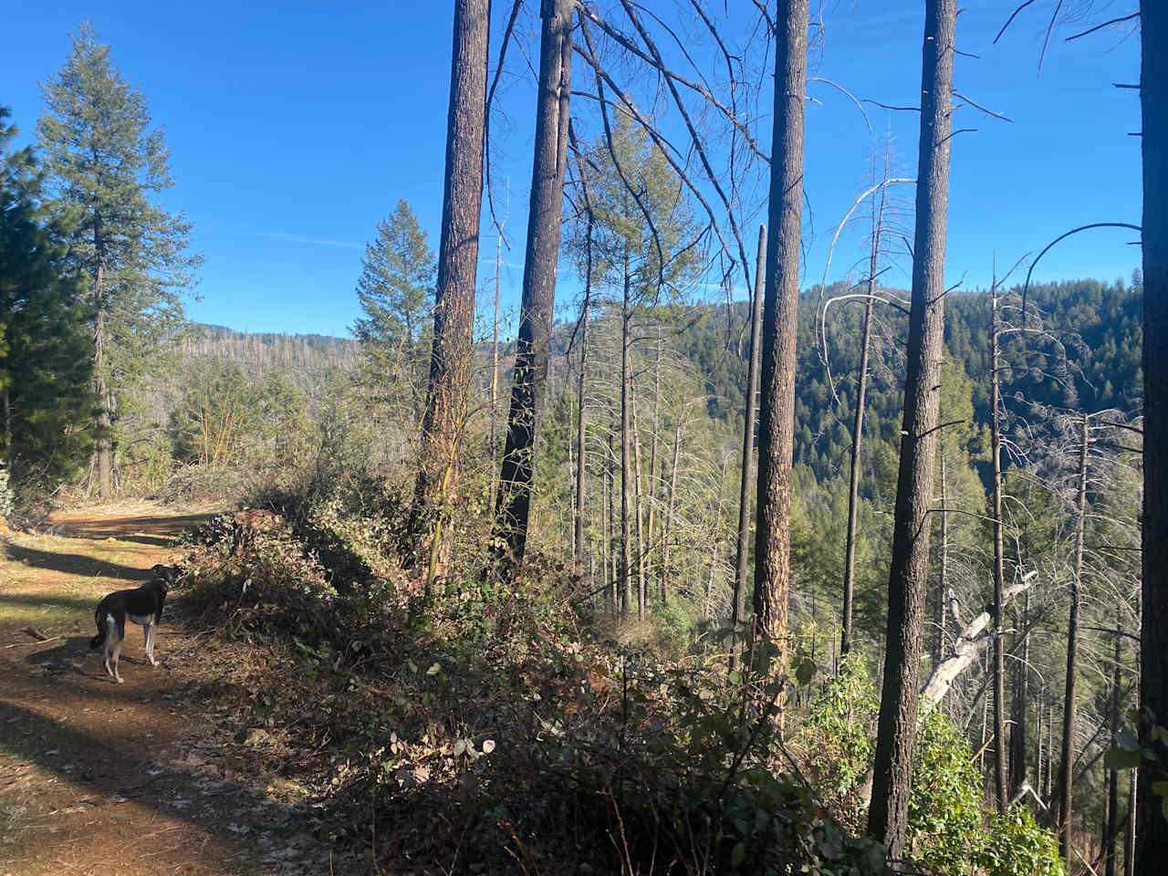 Trail down to creek