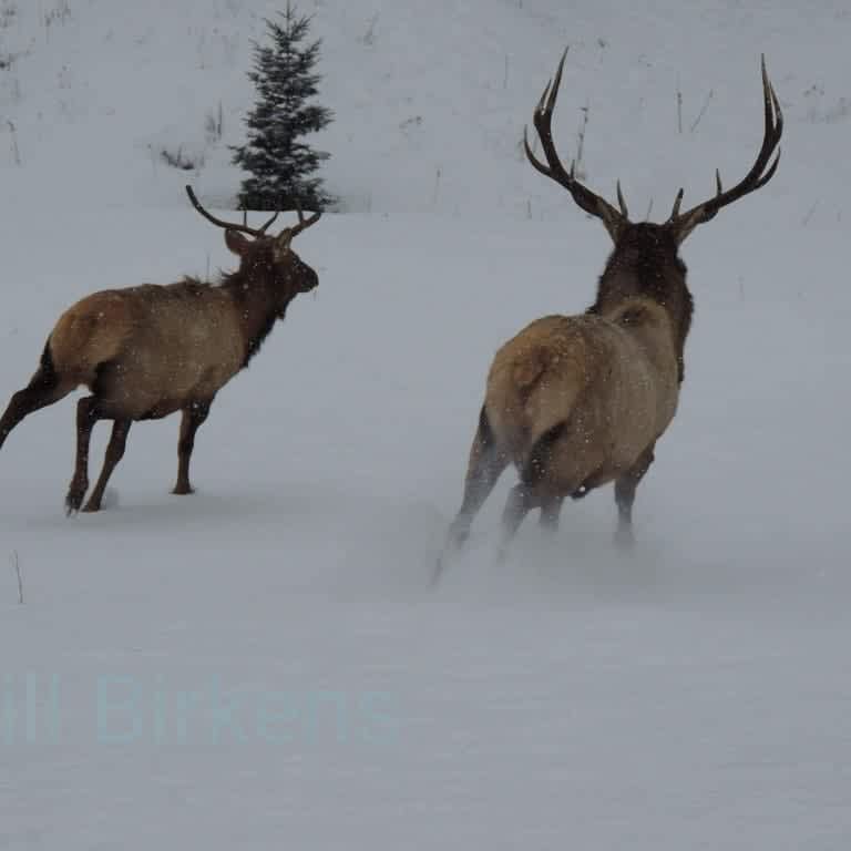 Elk, Deer, and Night Sky