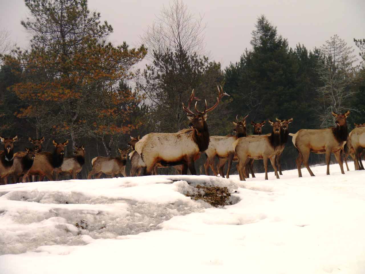 Elk, Deer, and Night Sky