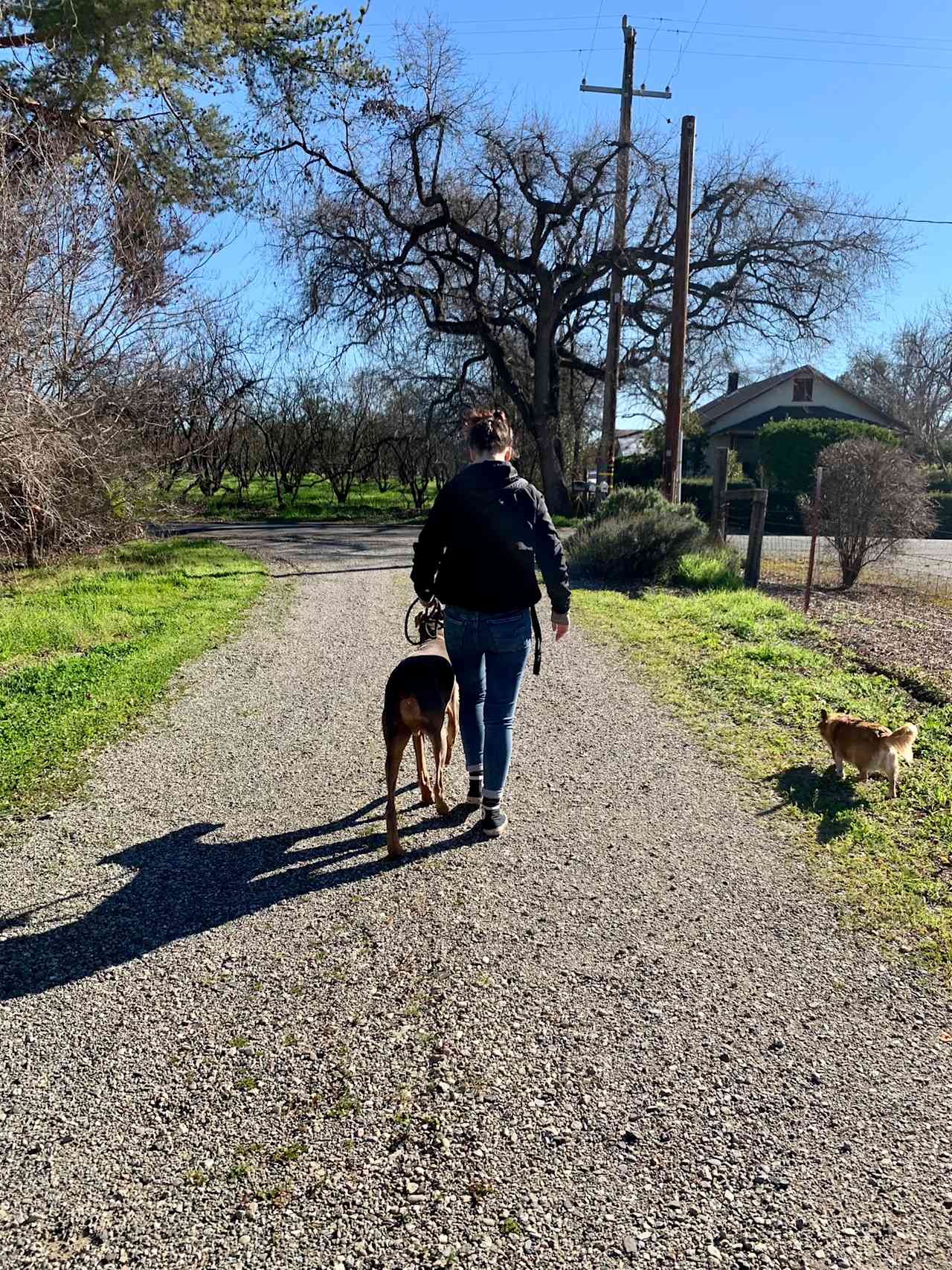 Dog walk around the property and neighborhood. Friendly neighbors too!