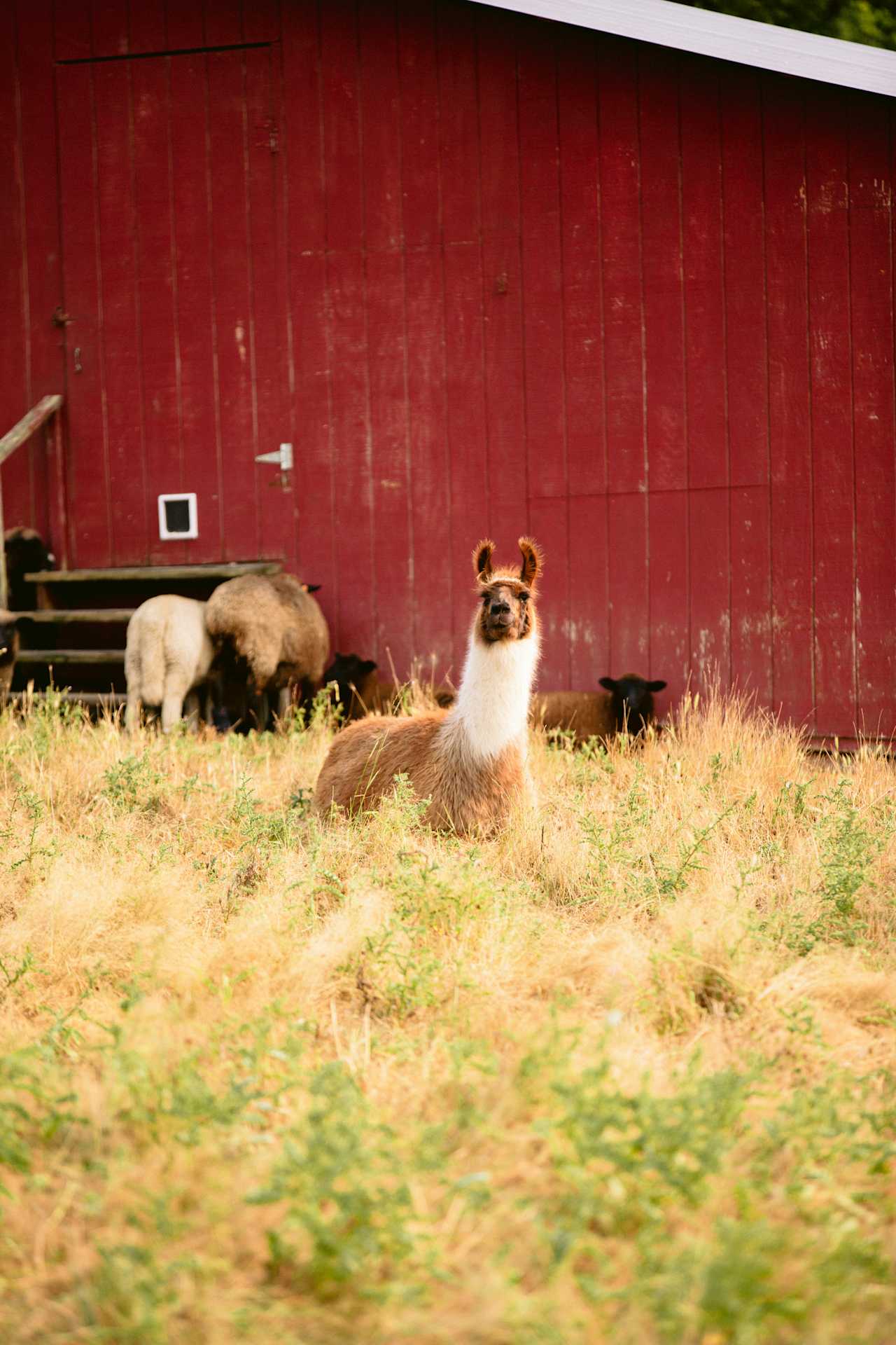 Our llama Cue. You can walk the property and see our animals but please do not open and enter any gated areas. Thank you!