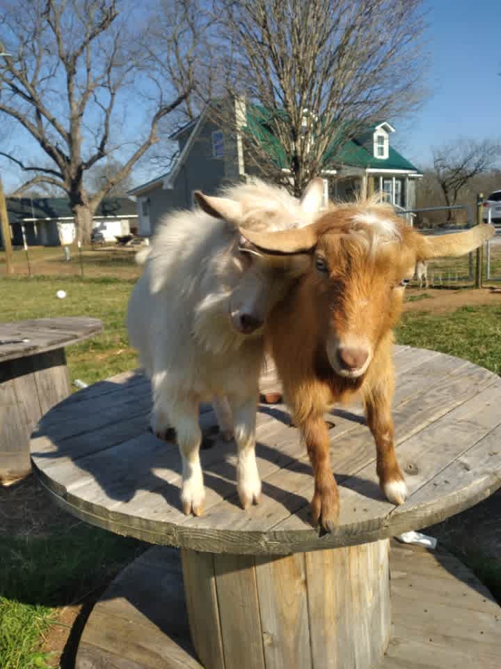 Hank and Harvey showing love!