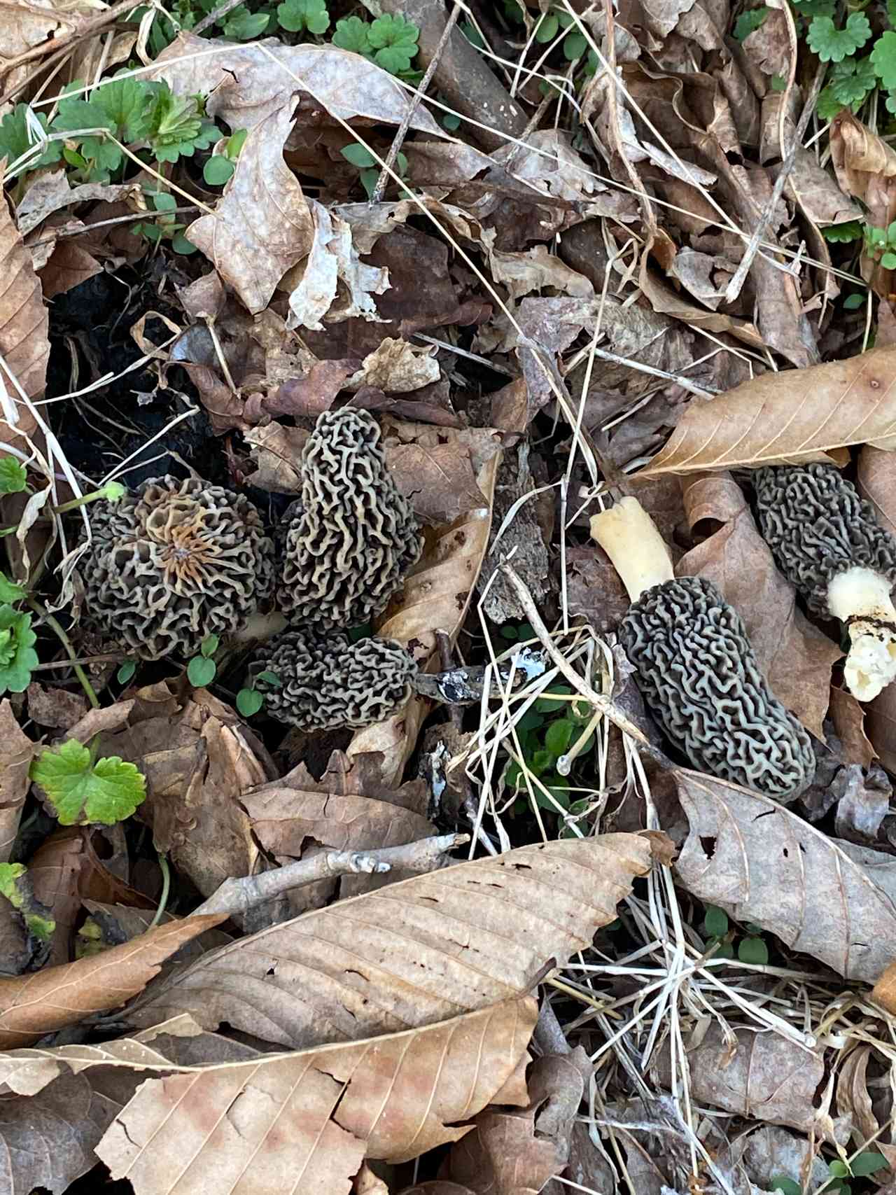 Morels!  