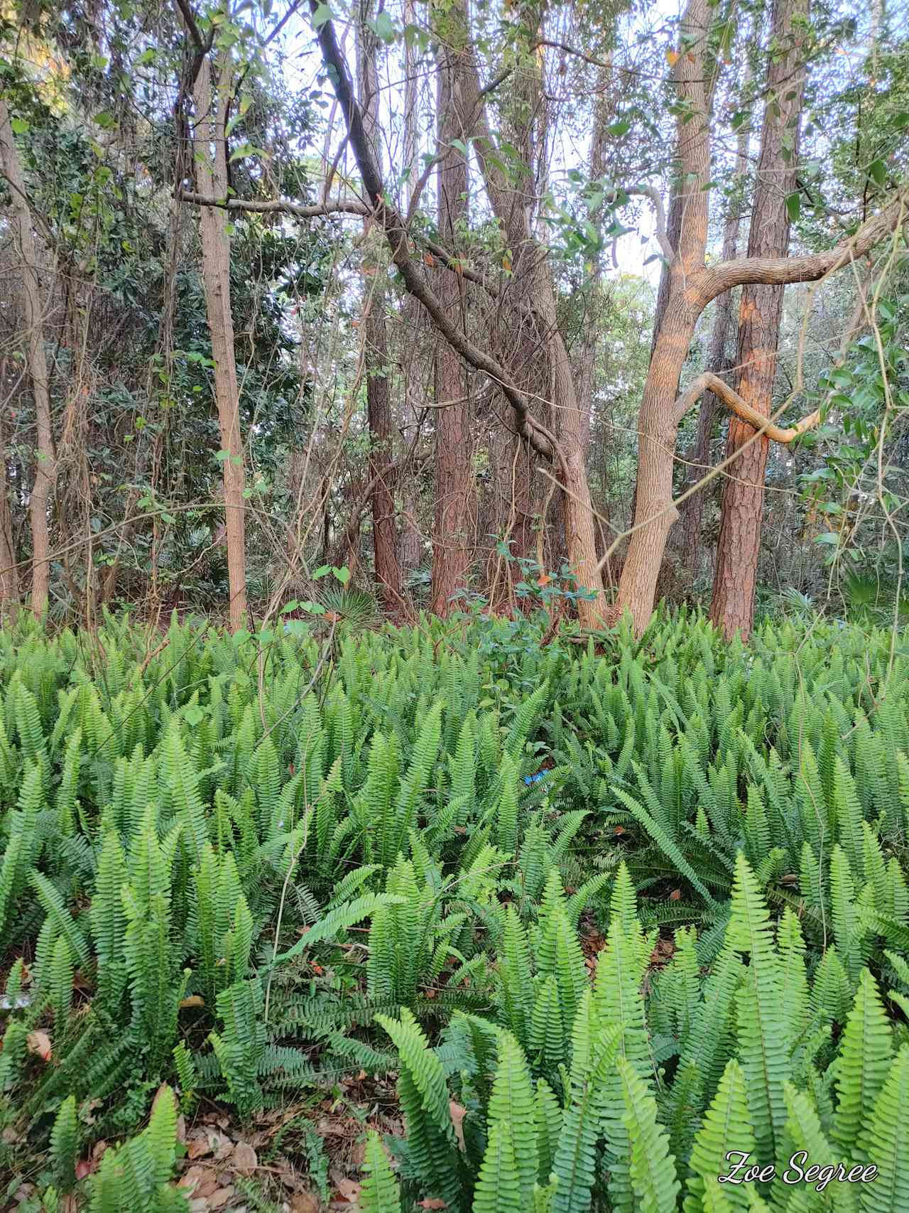 Fern garden