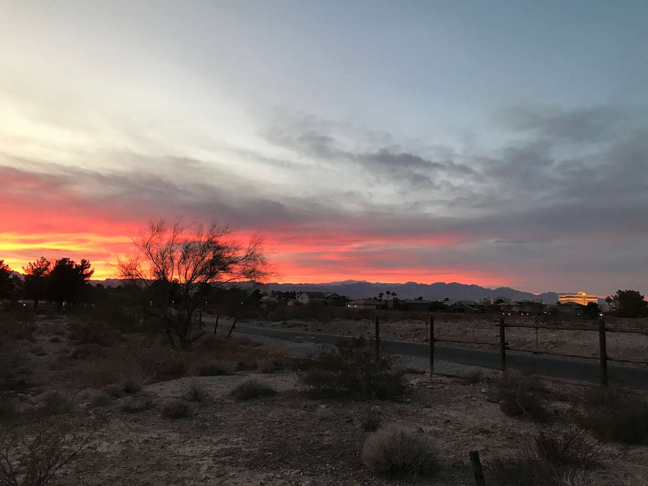 Beagletopia Among The Desert