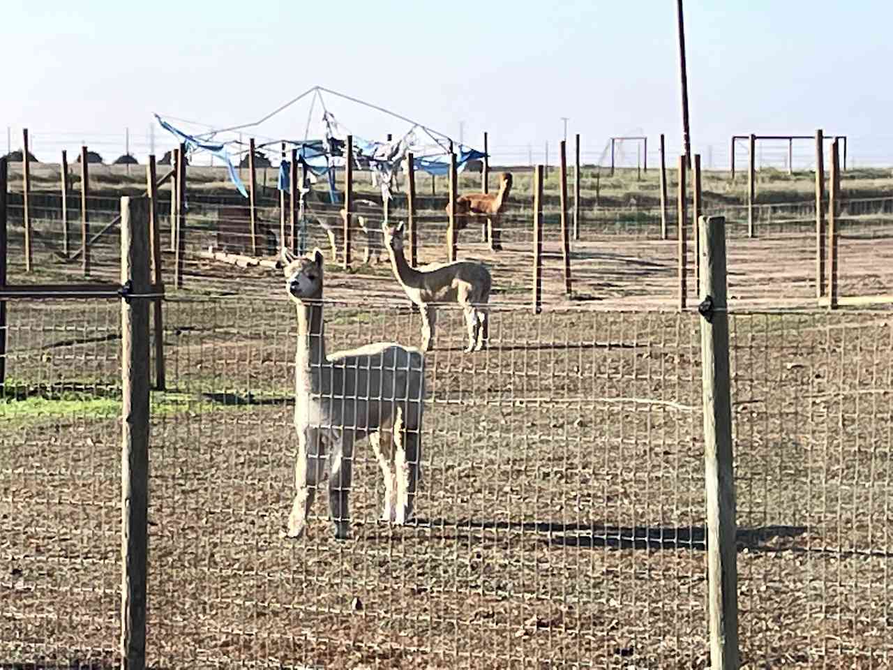 Tent Camp- Alpaca My Bags