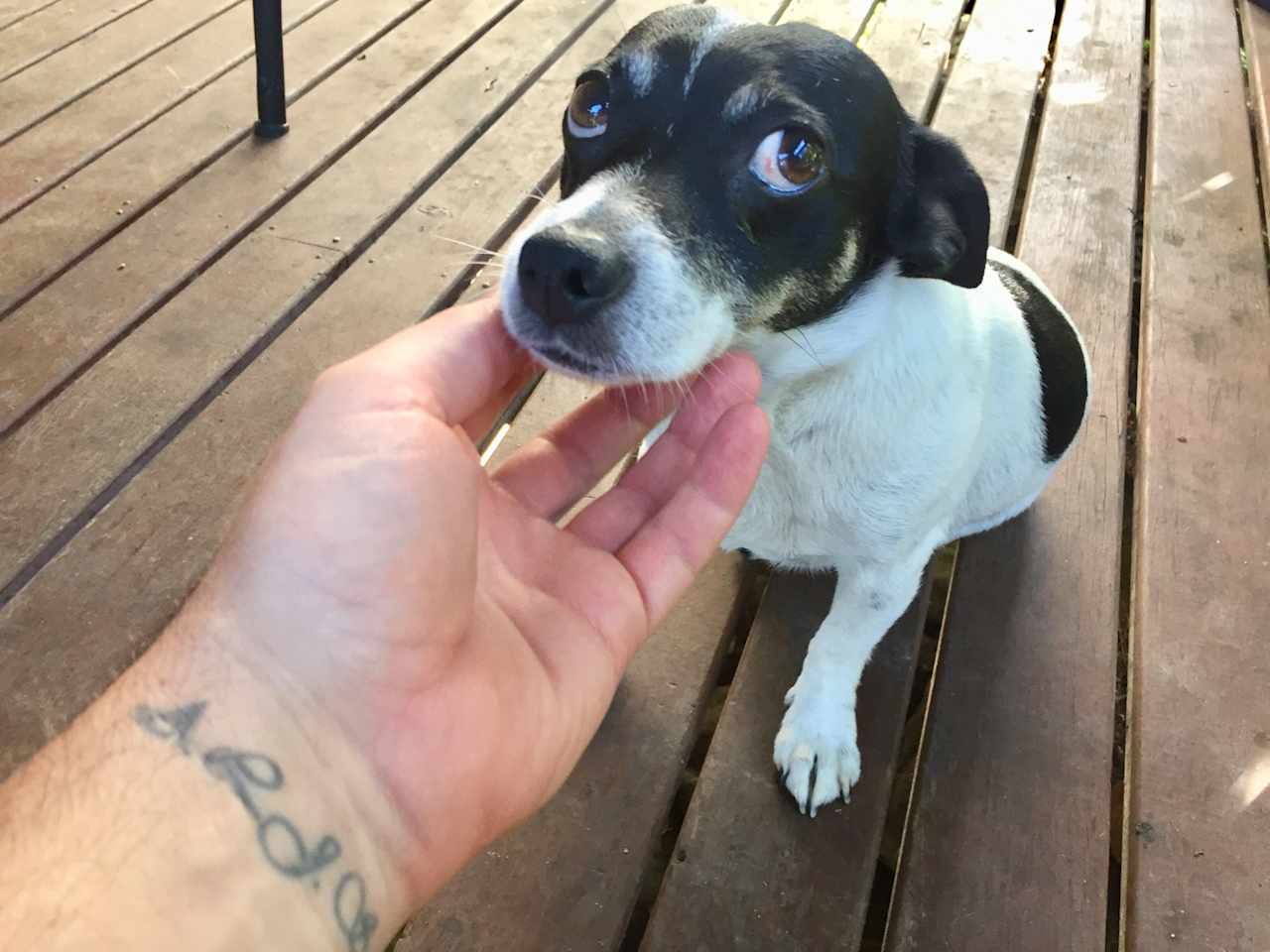 Bella the pooch. 