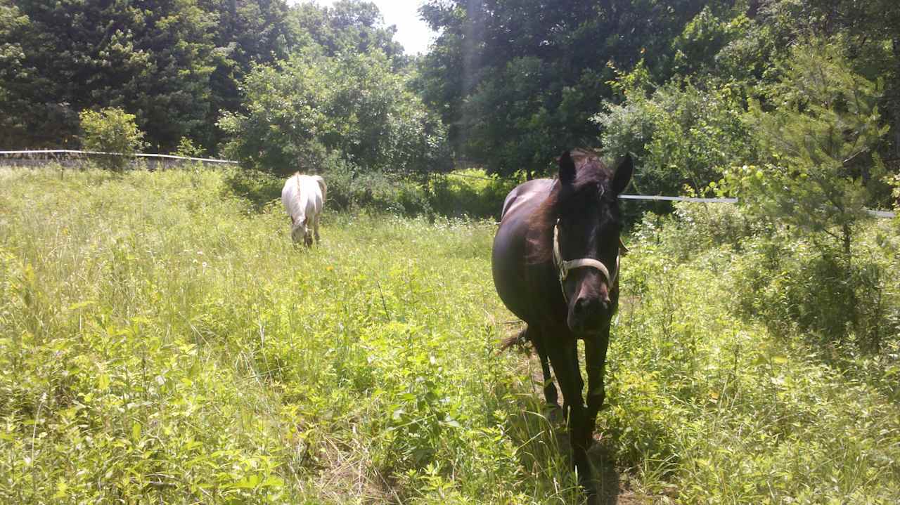 Friendly horses... 