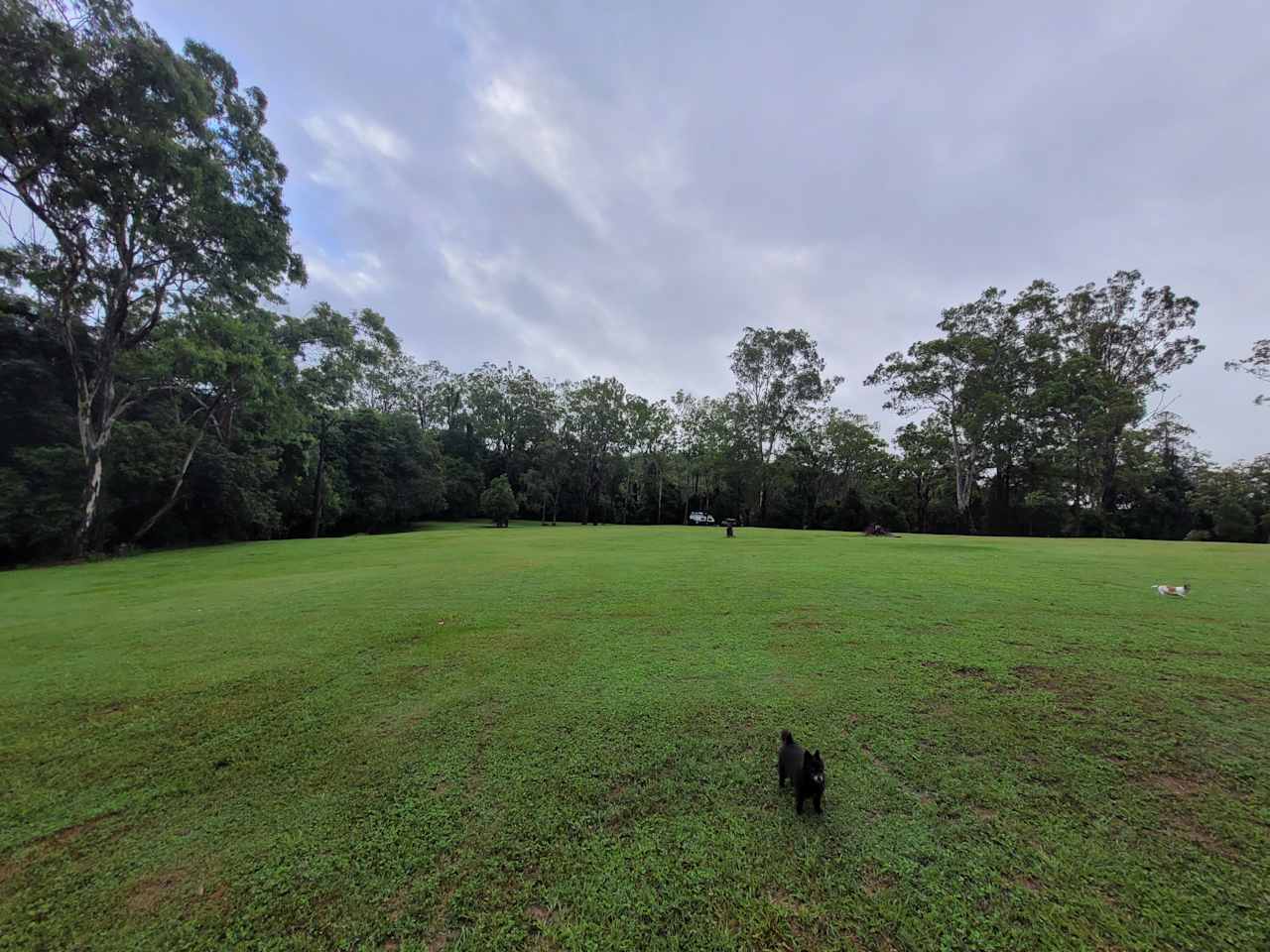 Puppies enjoying a run