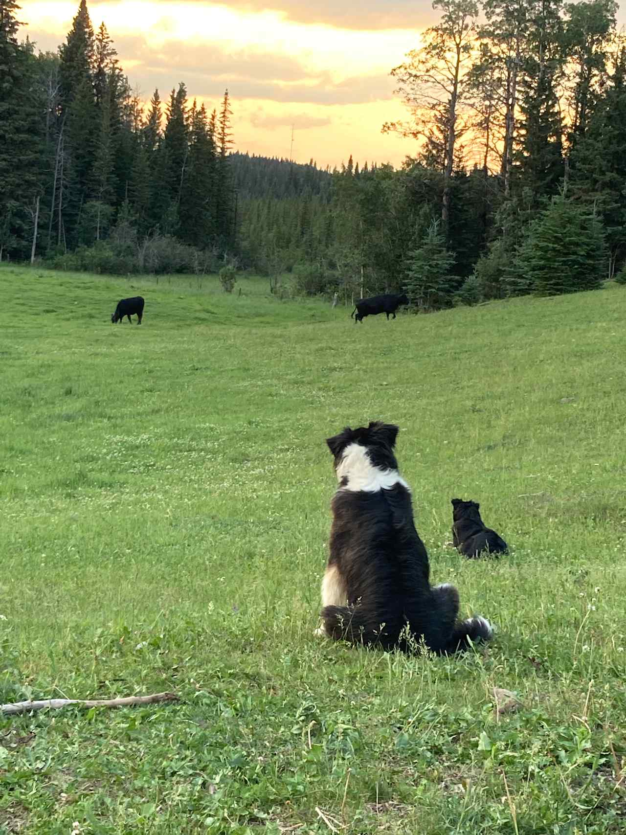 Reno and Ruby are the ranch dogs and Head of Security around here. 