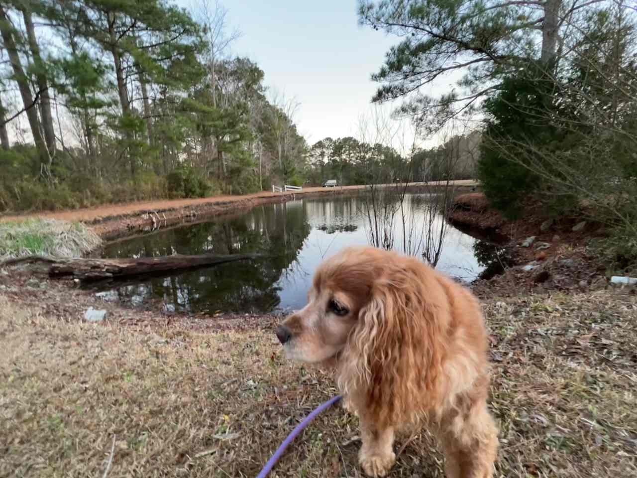 Dog friendly... see the van across the lake in the field