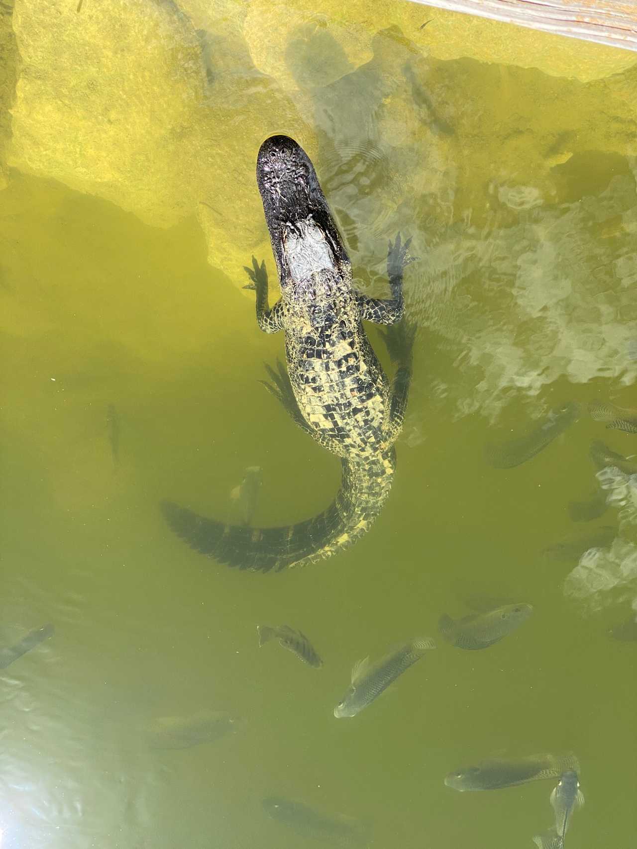 One of the small gators that hang out in the pond!