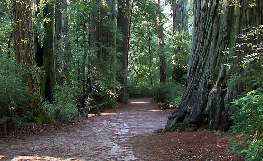 Little Basin State Park