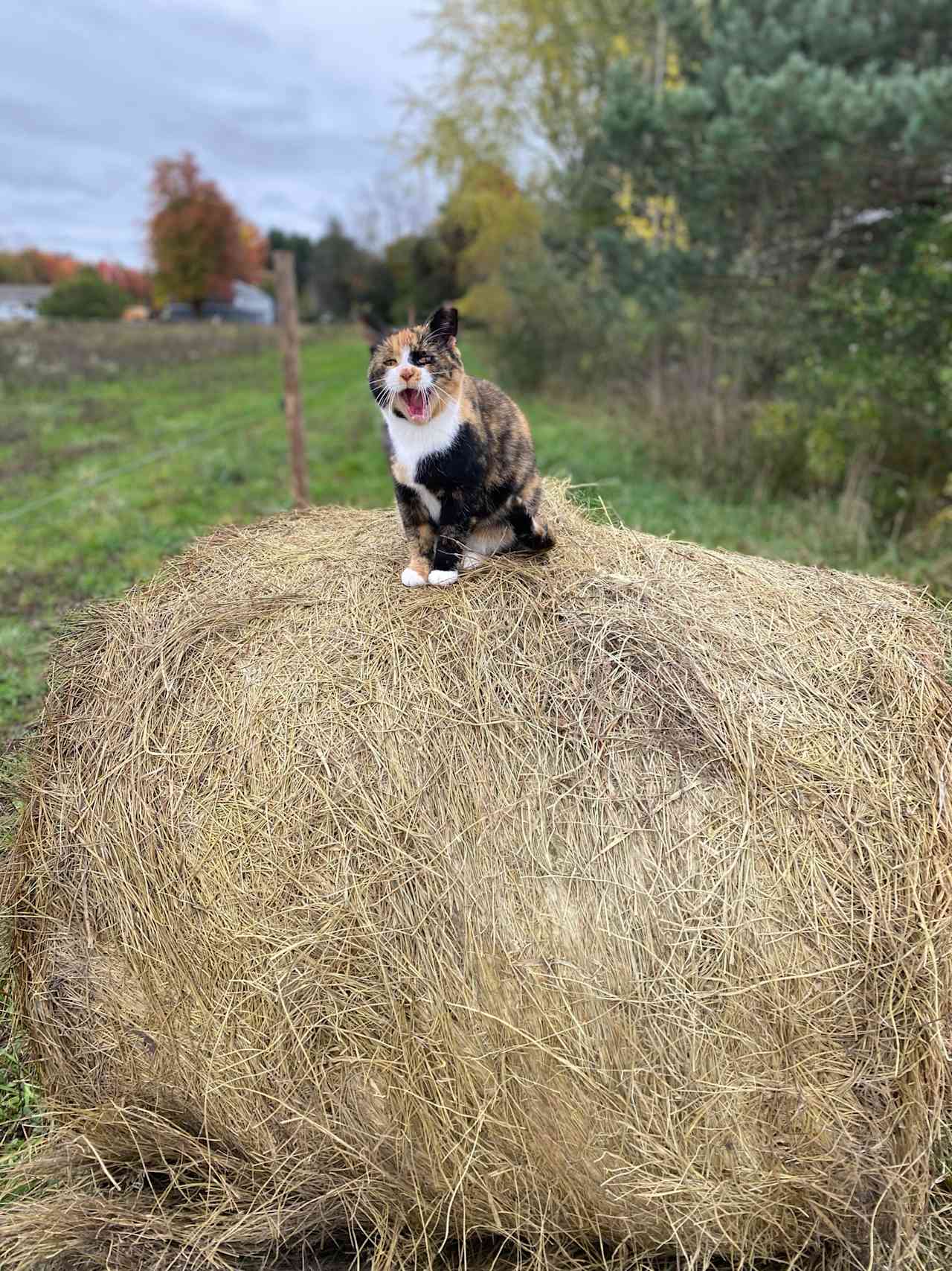 The Windy Homestead