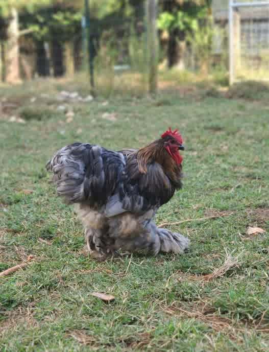 Fabio strutting his stuff.