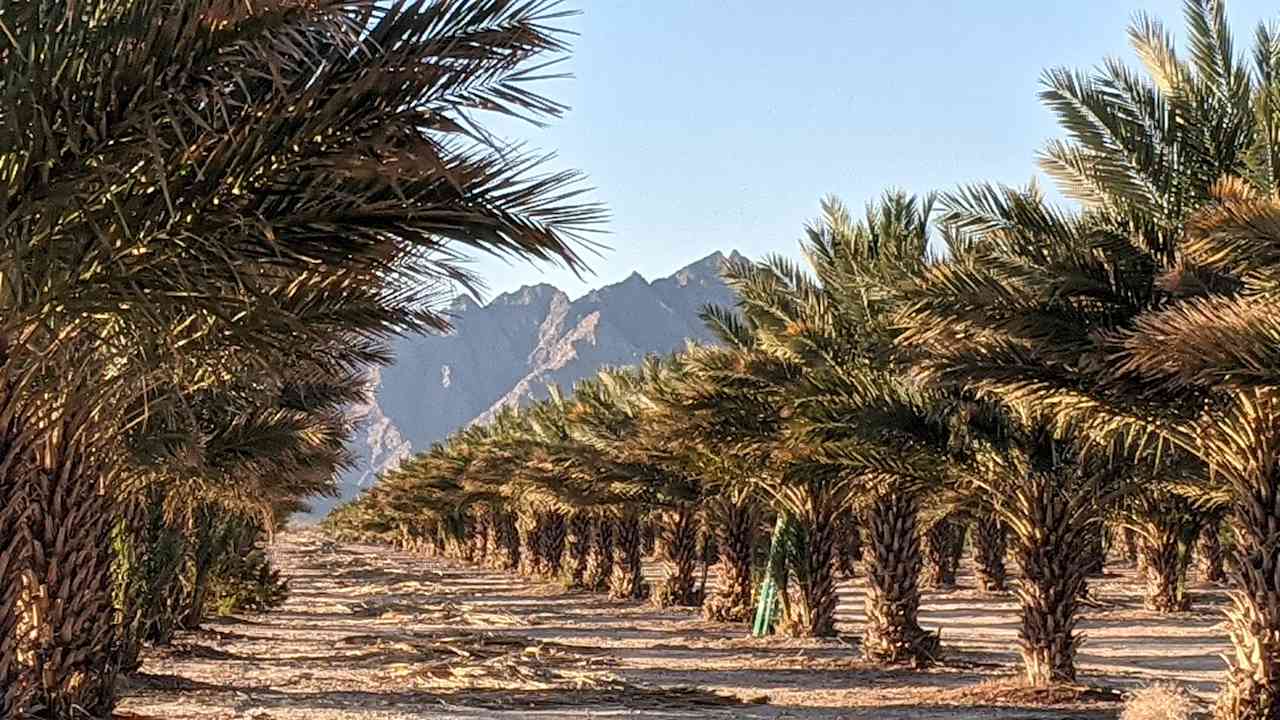 The view with the mountains behind the date palms was beautiful 