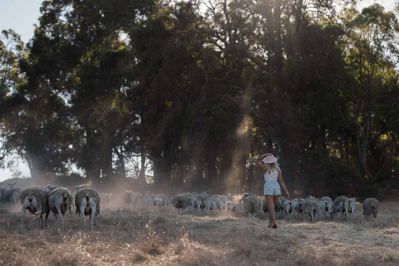 Running around with the sheep