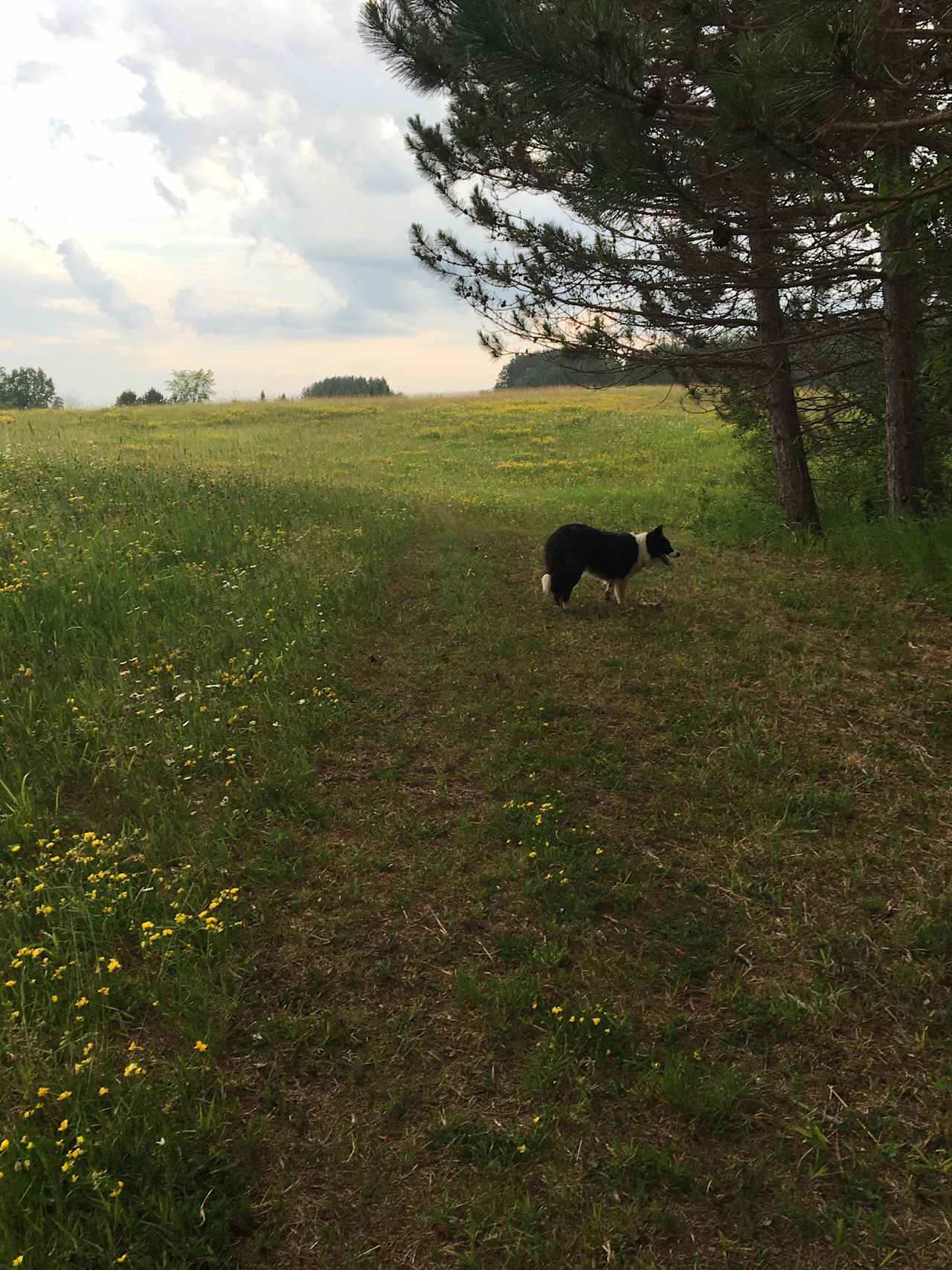 You will drive to your campsite. Perhaps you will meet our border collie, Daisy!