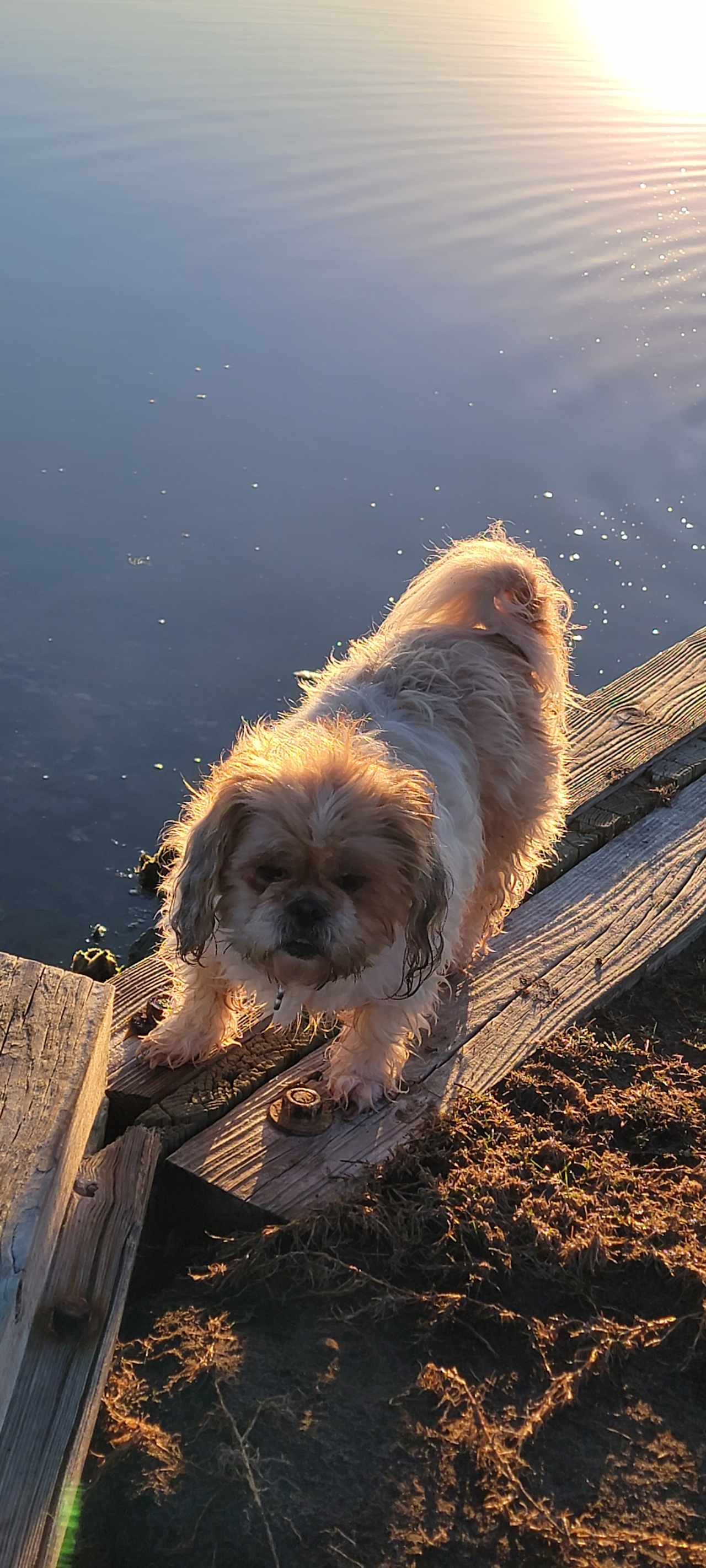 Our furry children had a great time too playing in the water and just enjoying the sun!!! The water is shallow most of the time. I am sure kids would have a great time here. The oysters are sharp so they would need to have good water shoes.