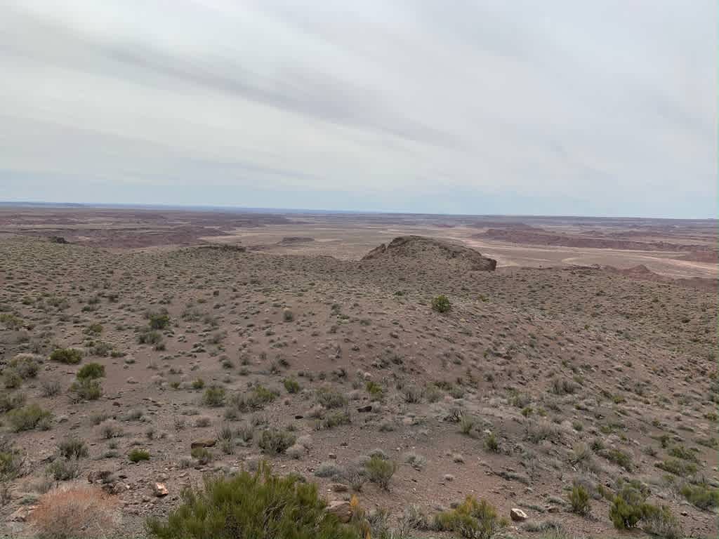 Petrified Forest