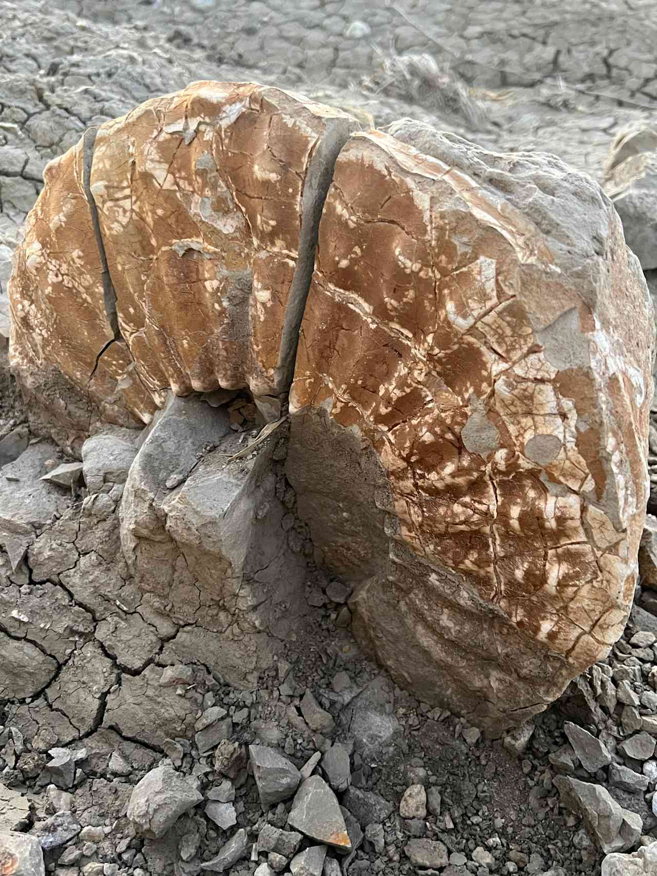Ammonite fossil found on property
