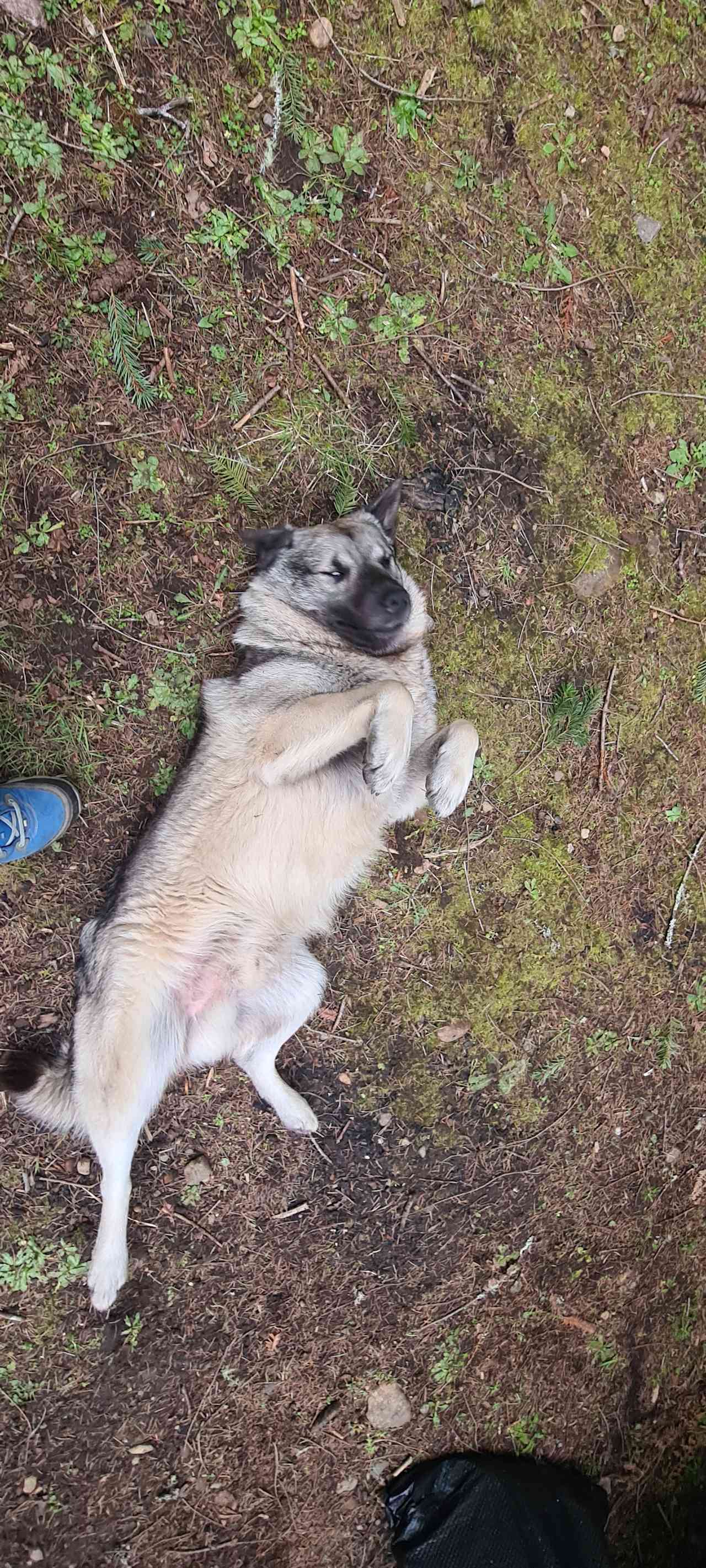 Jake loves belly rubs! 