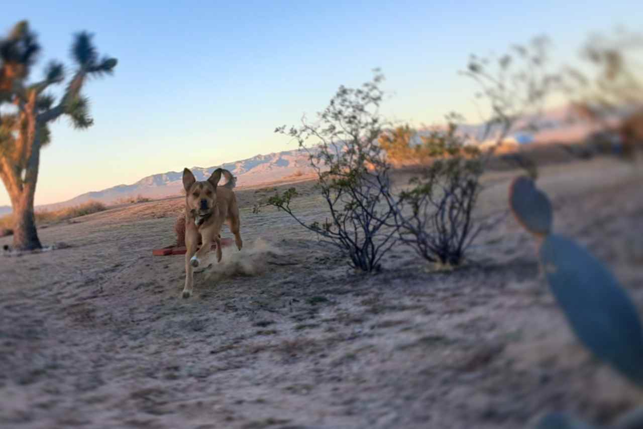 Lots of sandy open spaces for tents, RVs and zooming doggies!