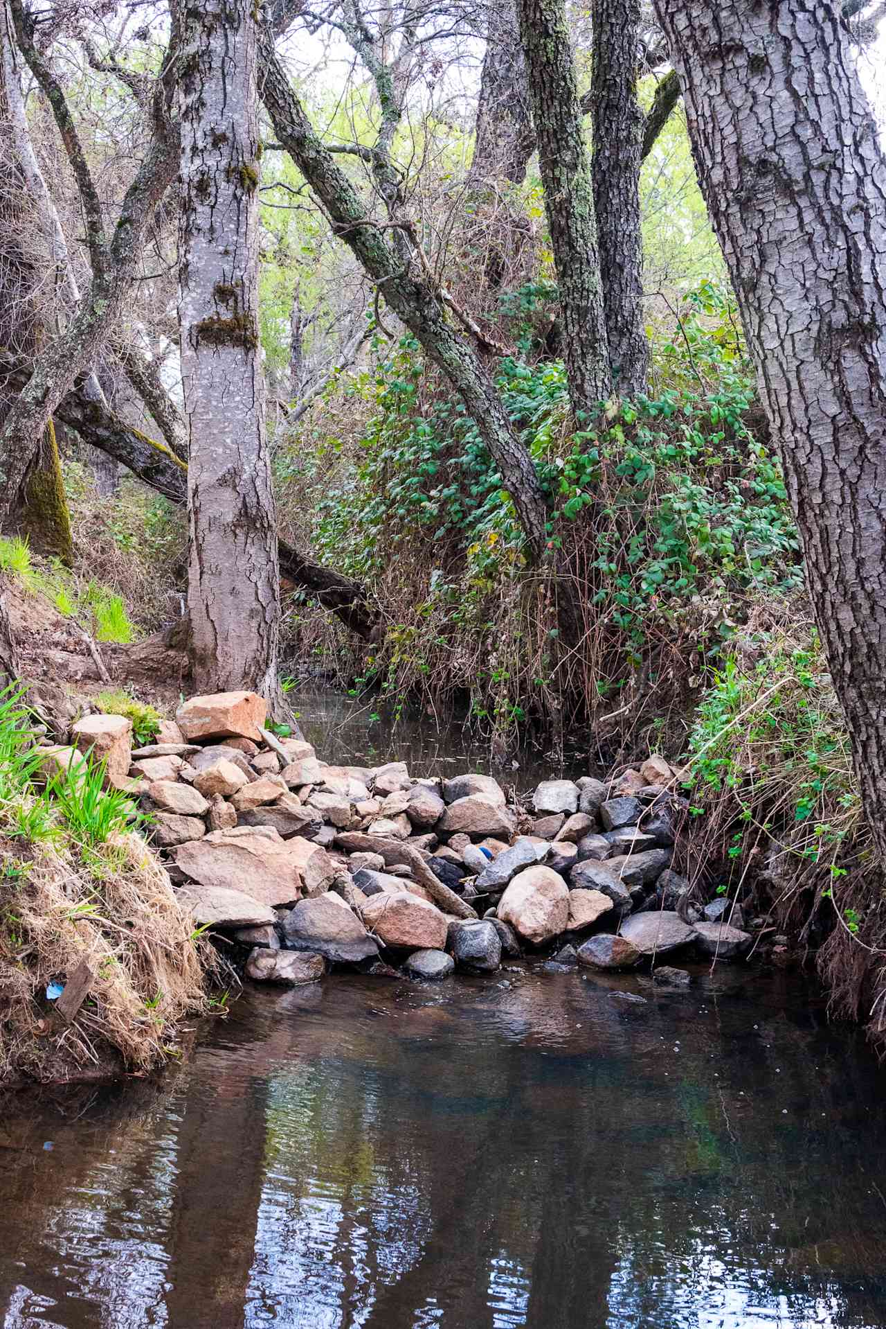 Nature - Creek that runs along the site