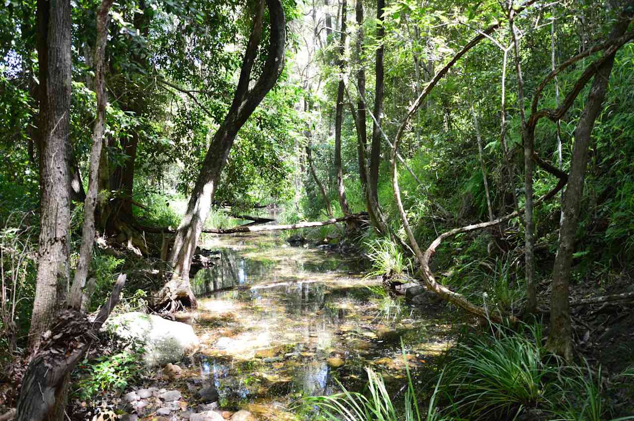 Creekline edge to Little Fig Flat.