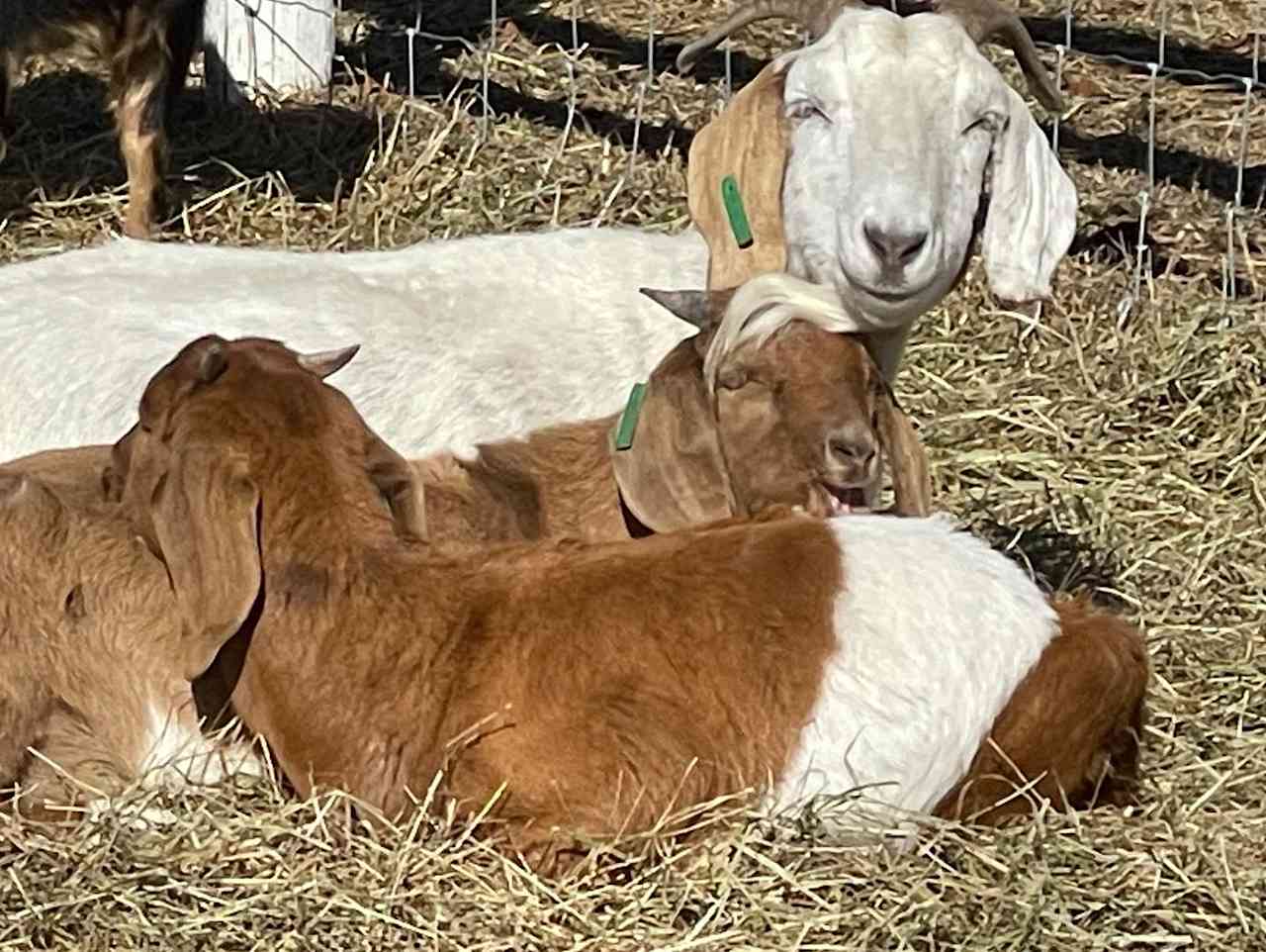 Sunset Farms Sanctuary